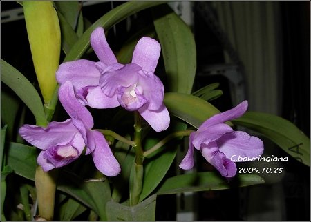 C.bowringiana 1_nEO_IMG.jpg