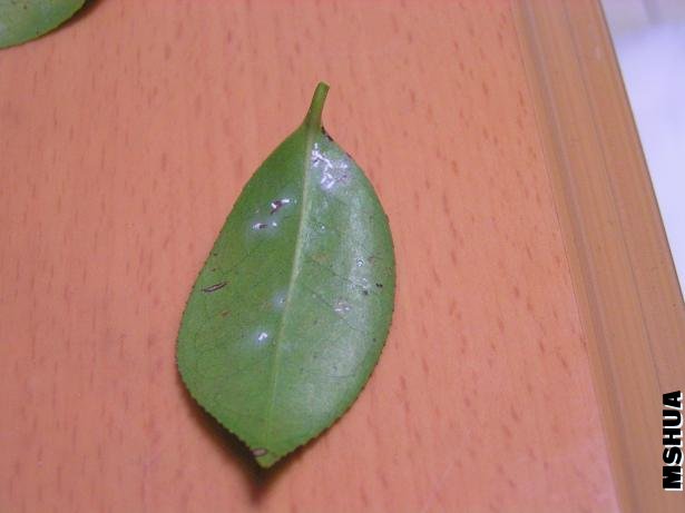 PICT (2).JPG