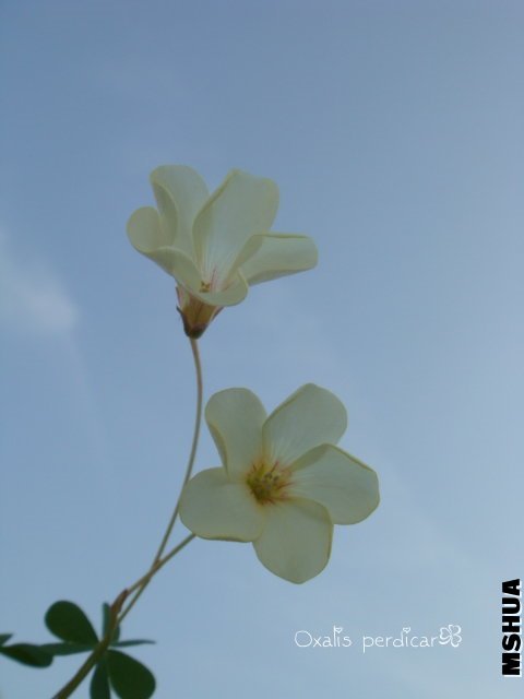 Perdicar 2009 10 31_3.jpg