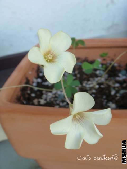 Perdicar 2009 10 31_1.jpg