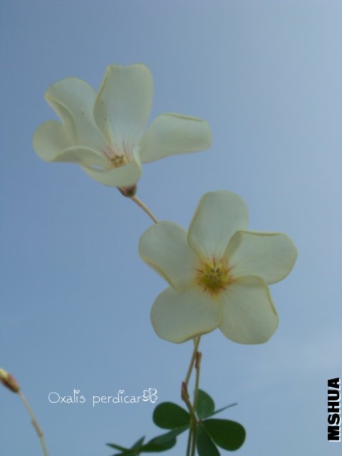 Perdicar 2009 10 31_4.jpg