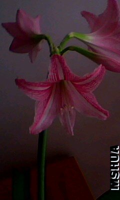 IMG0033A.jpg.jpg