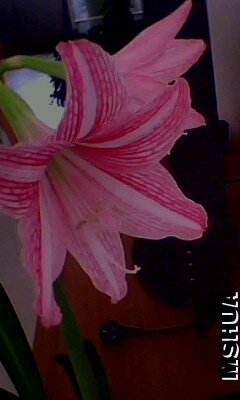 IMG0034A.jpg.jpg