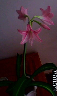 IMG0035A.jpg.jpg