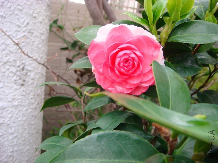 ʮ��ѧʿ