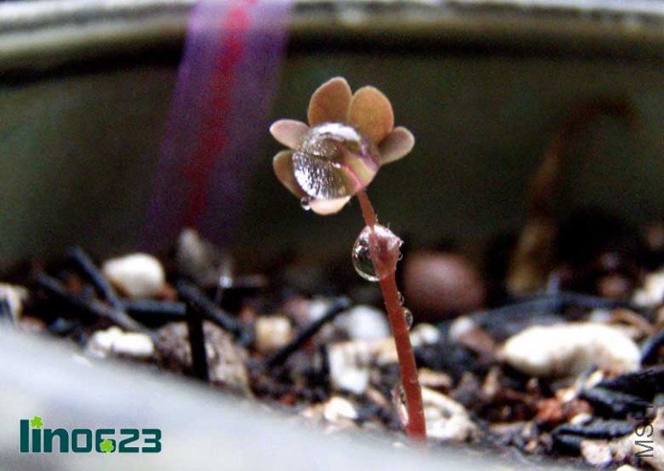 Oxalis stenorrhyncha.JPG