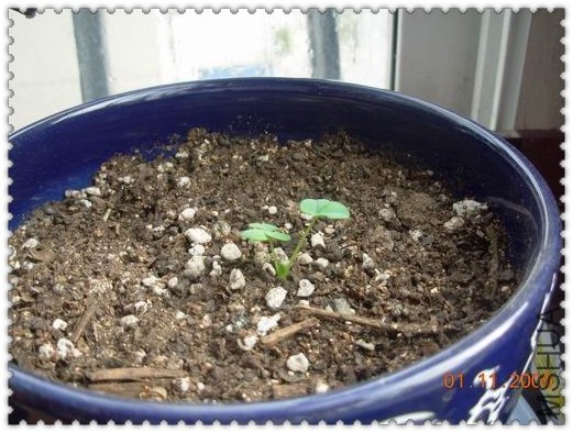 ������С DSCN6076_��Ӱ_1.jpg