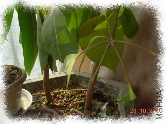 ������С DSCN6068_��Ӱ_1.jpg