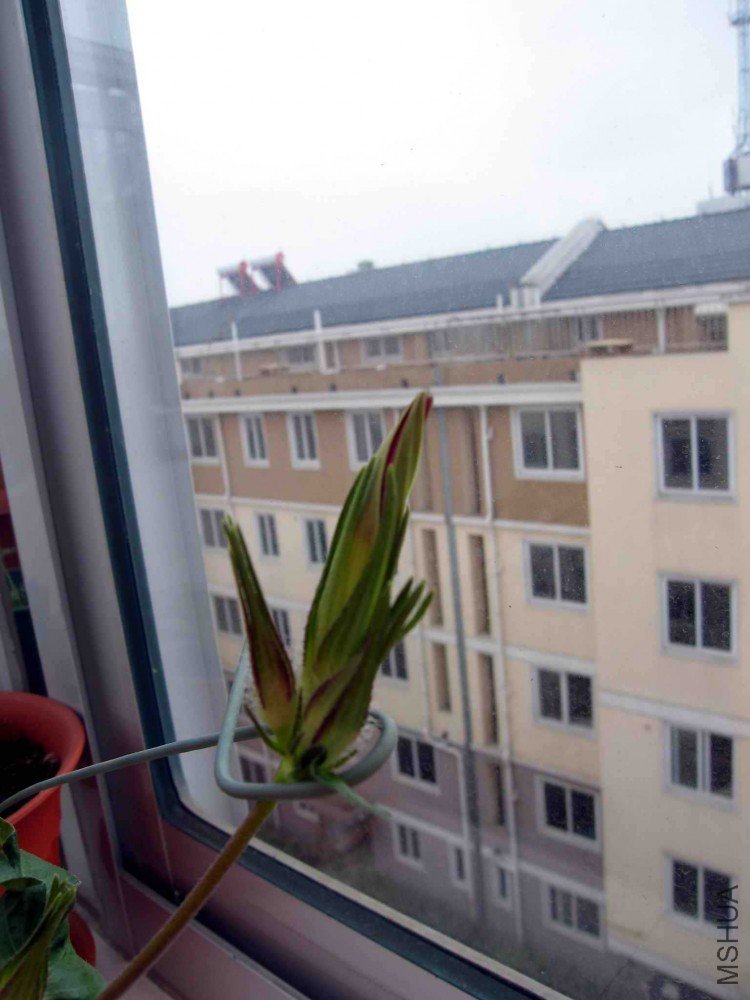 ժ��ͷ��ǣţ