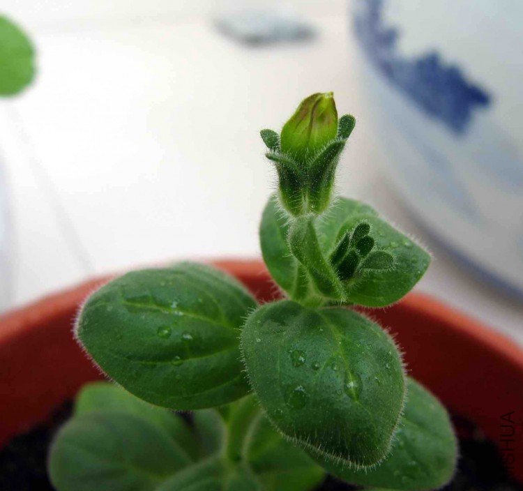 ��֪��ʲôƷ�ֵİ�ţ�����л�����