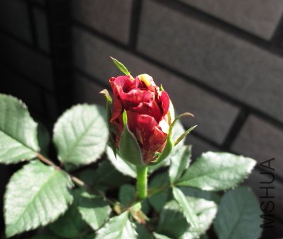 IMG_1184.JPG