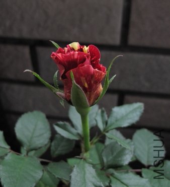 IMG_1193.JPG