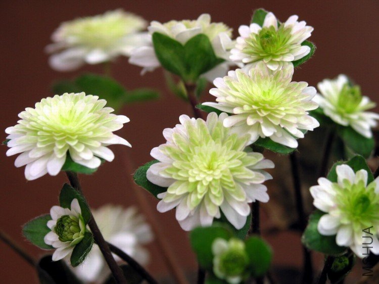 �������ŵĻ�