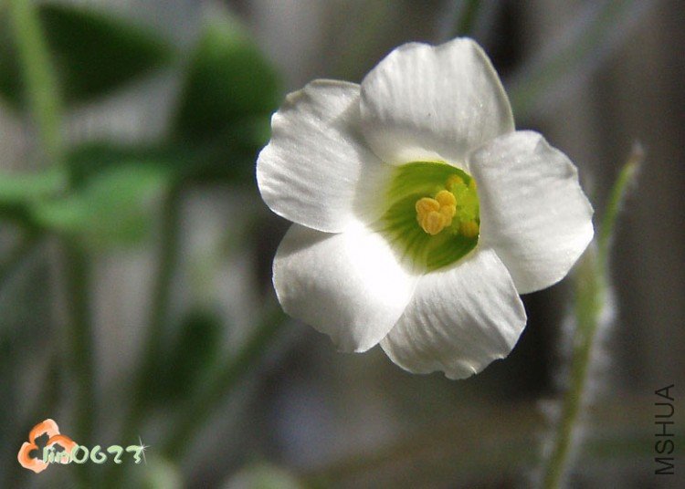 Oxalis virginea.JPG