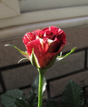 IMG_1227.JPG