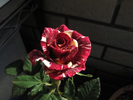 IMG_1273.JPG