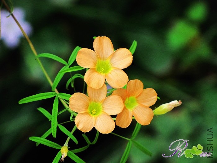 Oxalis gracilis 12.jpg