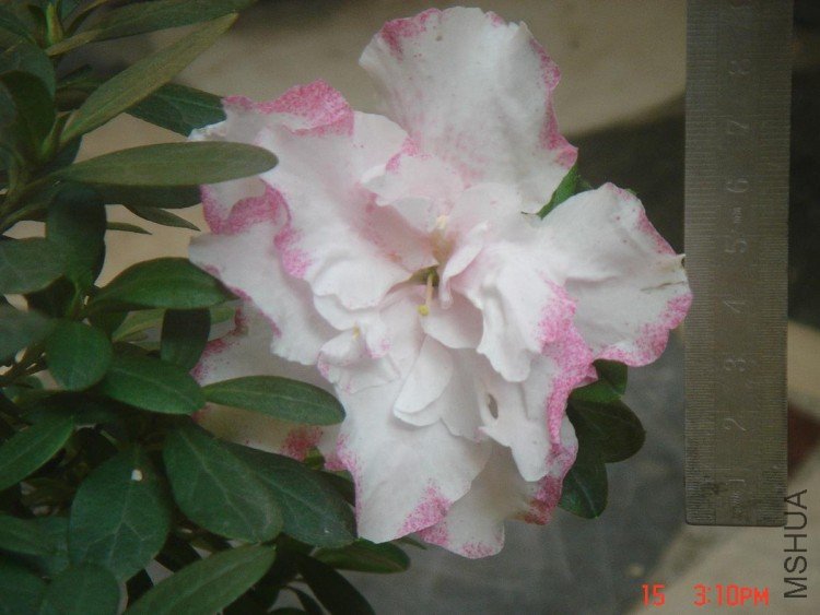 ���� DSC03624.JPG