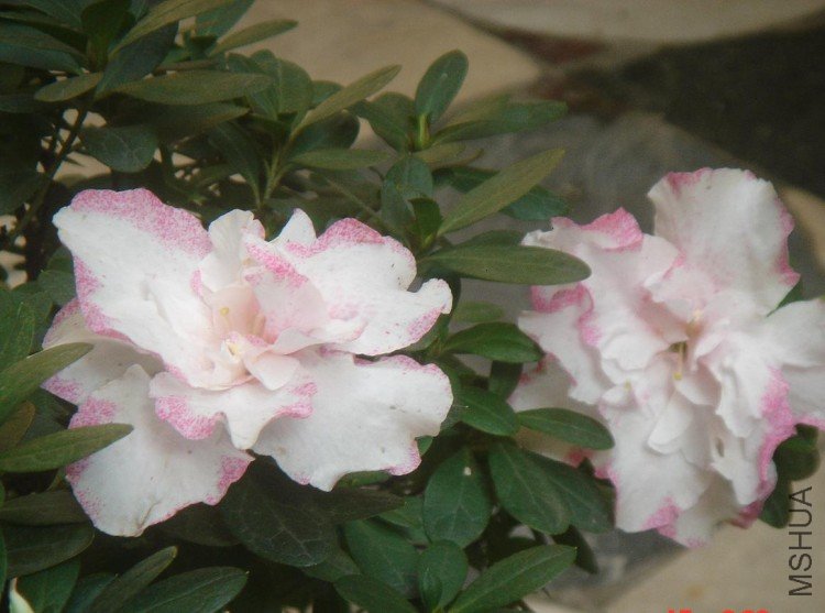 ���� DSC03620.JPG