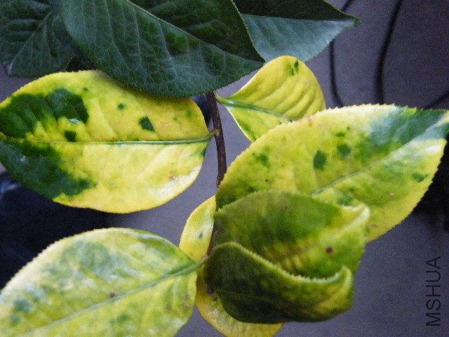 DSCF4793.JPG