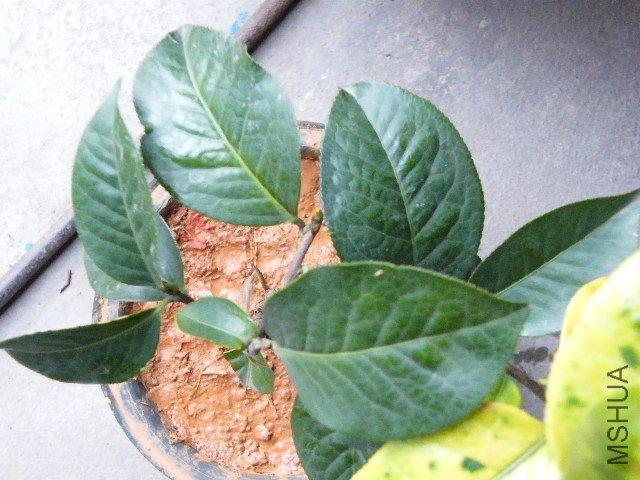 DSCF4791.JPG