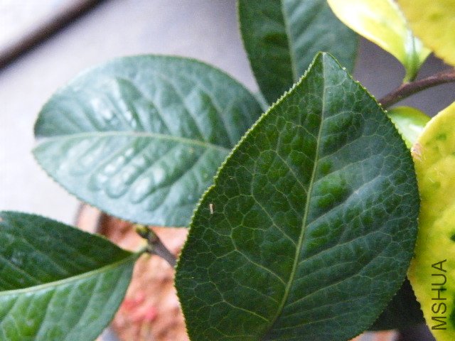 DSCF4788.JPG