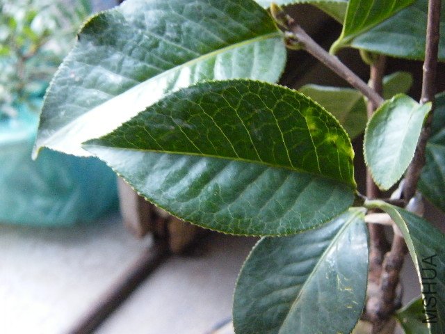 DSCF4789.JPG
