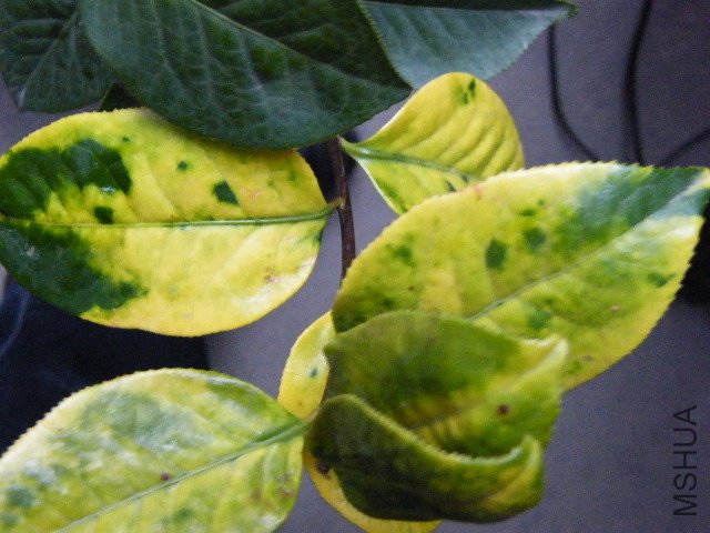 DSCF4792.JPG