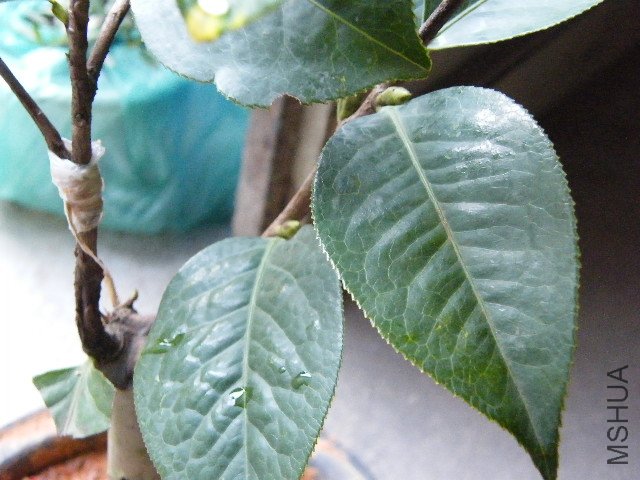 DSCF4790.JPG