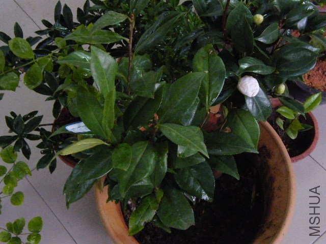 DSCF4798.JPG