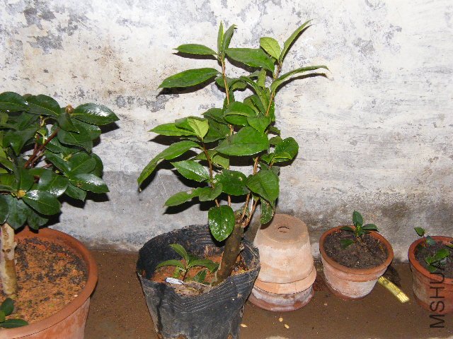 DSCF4808.JPG