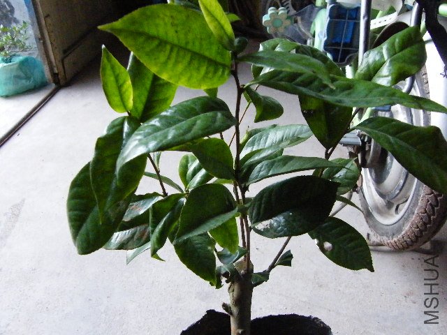 DSCF4796.JPG