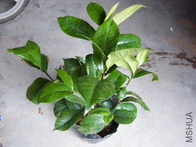 DSCF4797.JPG