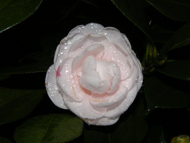 DSCF4827.JPG