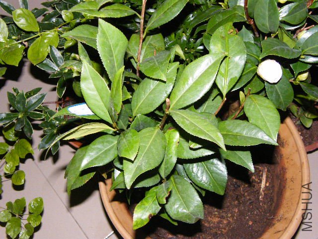 DSCF4799.JPG