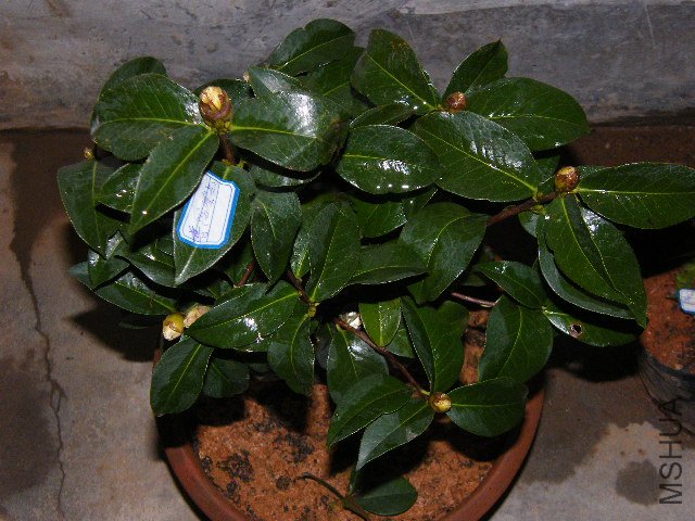 DSCF4806.JPG