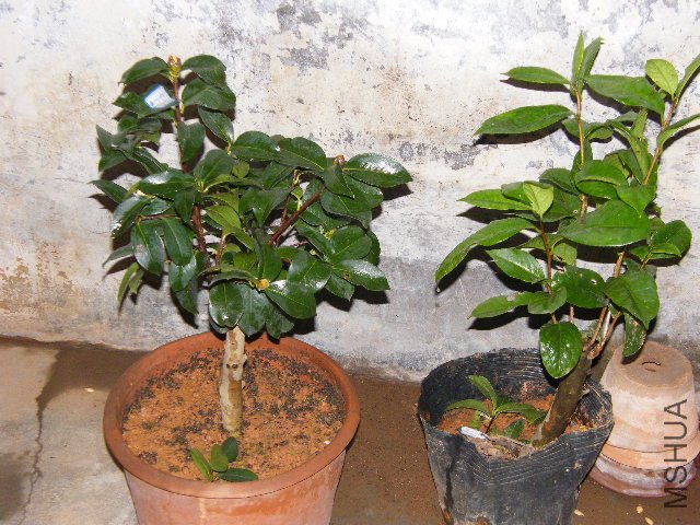 DSCF4807.JPG