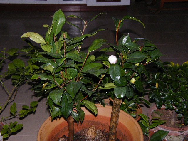 DSCF4801.JPG