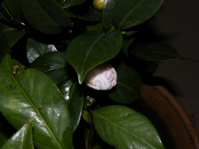 DSCF4804.JPG