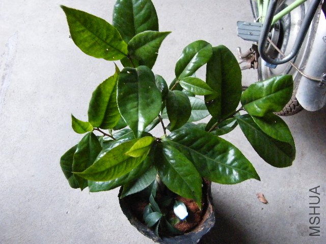 DSCF4795.JPG
