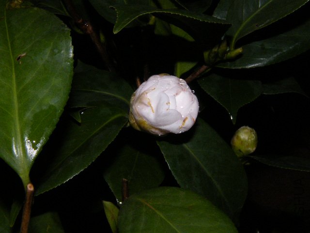 DSCF4805.JPG