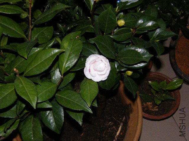 DSCF4820.JPG