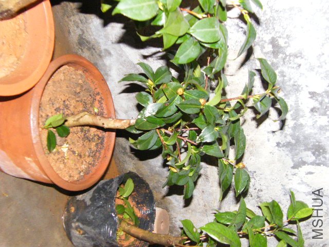 DSCF4830.JPG