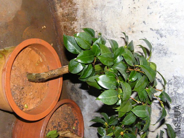 DSCF4829.JPG