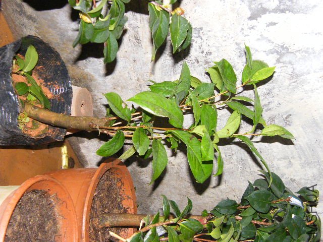 DSCF4831.JPG