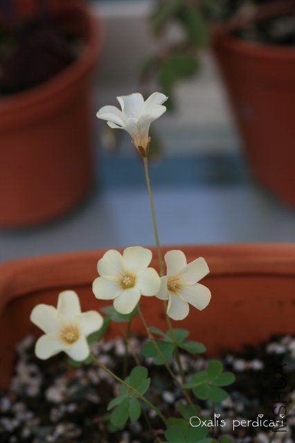 Perdicari_2009 11 07_1.jpg