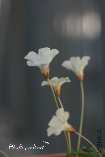 Perdicari_2009 11 07_2.jpg