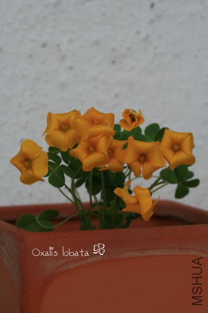 Lobata 2009 11 07_1.jpg