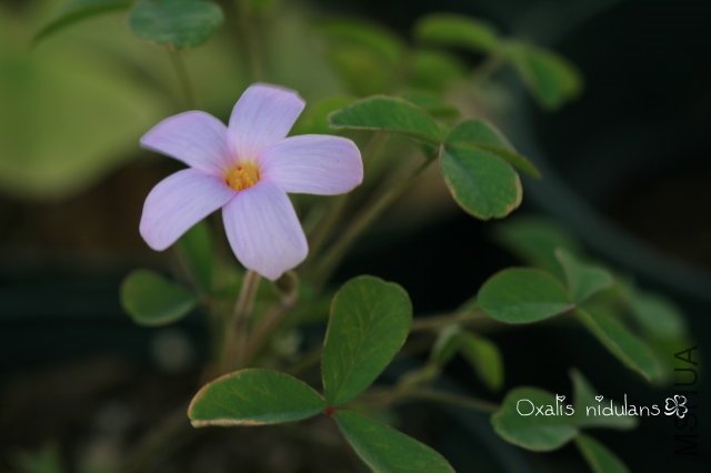 Nidulans 2009 11 07_1.jpg