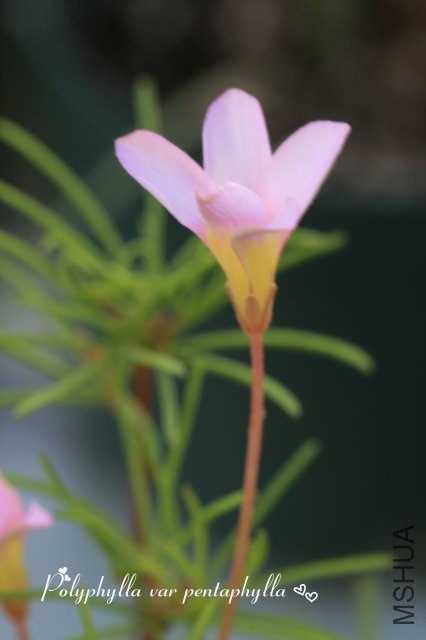 Polyphylla var pentaphylla 2009 11 07_2.jpg